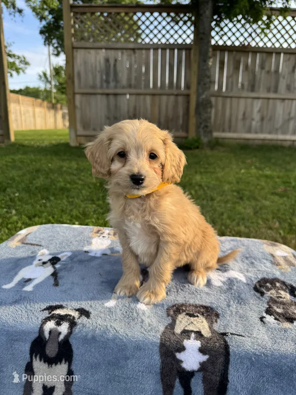 Baxter – Miniature Goldendoodle puppy for sale in Nashville, TN