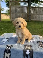 Baxter, a male Miniature Goldendoodle for sale in Nashville, TN – 1 of 5