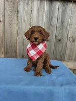 Stella, a female Miniature Goldendoodle for sale in Nashville, TN – 4 of 4
