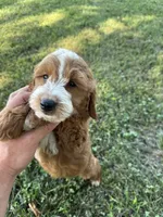 Sophie, a female Miniature Goldendoodle for sale in Nashville, TN – 3 of 5