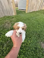 Milo, a male Miniature Goldendoodle for sale in Nashville, TN – Photo 6 of 7