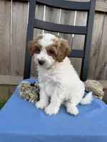 Milo, a male Miniature Goldendoodle for sale in Nashville, TN – Photo 5 of 7