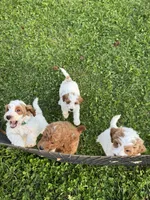 Milo, a male Miniature Goldendoodle for sale in Nashville, TN – Photo 7 of 7
