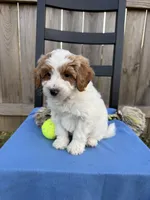 Milo, a male Miniature Goldendoodle for sale in Nashville, TN – Photo 3 of 7