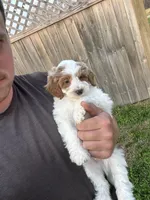 Milo, a male Miniature Goldendoodle for sale in Nashville, TN – Photo 2 of 7