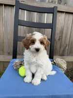 Milo, a male Miniature Goldendoodle for sale in Nashville, TN – Photo 4 of 7