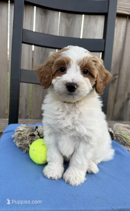 Milo – Miniature Goldendoodle puppy for sale in Nashville, TN