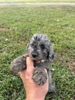 Stella (micro mini), a female Miniature Goldendoodle for sale in Nashville, TN – 8 of 8