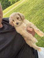 Baxter, a male Miniature Goldendoodle for sale in Nashville, TN – 2 of 5