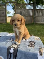 Buddy, a male Miniature Goldendoodle for sale in Nashville, TN – 3 of 5