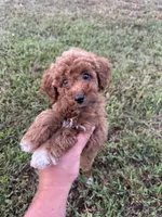 Sidney (micro mini), a female Miniature Goldendoodle for sale in Nashville, TN – 7 of 7