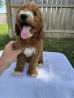 Jase, a male Miniature Goldendoodle for sale in Nashville, TN – 3 of 5