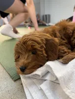 Stella, a female Miniature Goldendoodle for sale in Nashville, TN – Photo 4 of 8