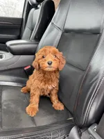 Stella, a female Miniature Goldendoodle for sale in Nashville, TN – Photo 7 of 8
