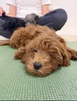 Stella, a female Miniature Goldendoodle for sale in Nashville, TN – Photo 1 of 8
