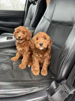 Stella, a female Miniature Goldendoodle for sale in Nashville, TN – Photo 6 of 8