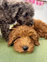 Stella, a female Miniature Goldendoodle for sale in Nashville, TN – Photo 5 of 8