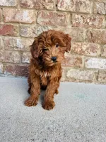 Stella, a female Miniature Goldendoodle for sale in Nashville, TN – Photo 8 of 8