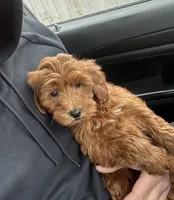 Stella, a female Miniature Goldendoodle for sale in Nashville, TN – Photo 2 of 8