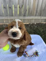 Sophie, a female Miniature Goldendoodle for sale in Nashville, TN – 2 of 5