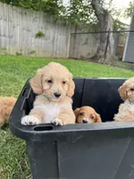 Bella, a female Miniature Goldendoodle for sale in Nashville, TN – 5 of 7