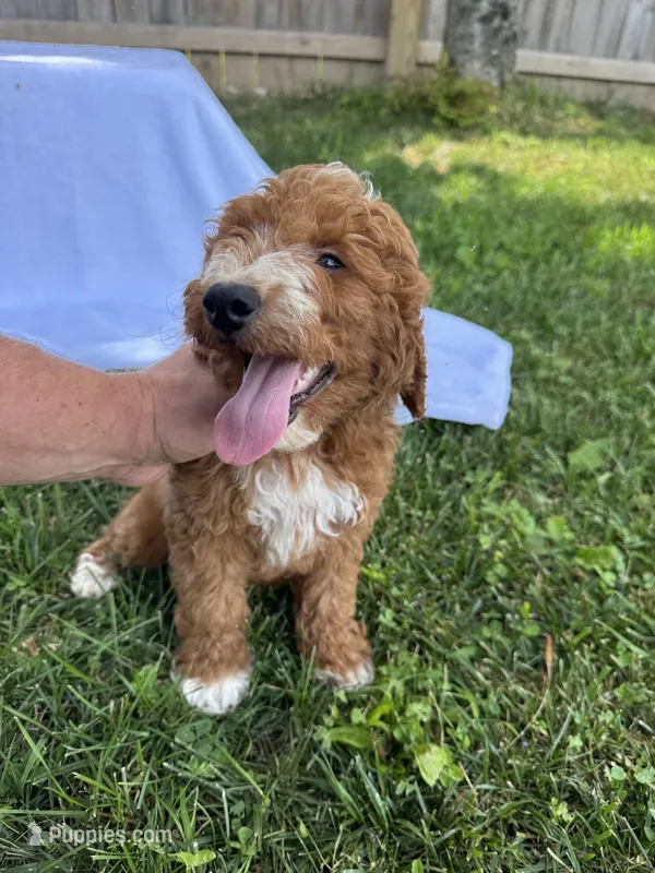 Jackson – Miniature Goldendoodle puppy for sale in Nashville, TN