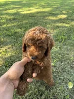 Sam, a male Miniature Goldendoodle for sale in Nashville, TN – 5 of 5
