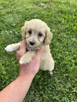 Bella, a female Miniature Goldendoodle for sale in Nashville, TN – 6 of 7