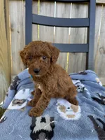 Serena, a female Miniature Goldendoodle for sale in Nashville, TN – Photo 4 of 6