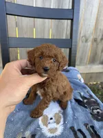 Serena, a female Miniature Goldendoodle for sale in Nashville, TN – Photo 2 of 6