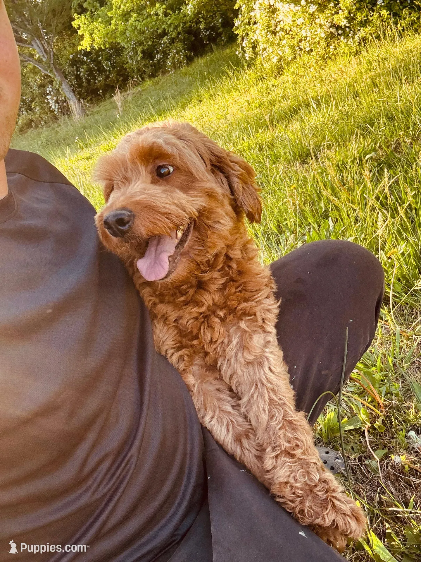 Serena, a female Miniature Goldendoodle for sale in Nashville, TN – Photo 5 of 6