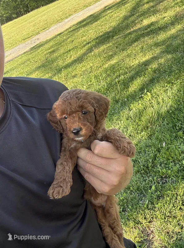 Serena – Miniature Goldendoodle puppy for sale in Nashville, TN