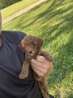 Serena, a female Miniature Goldendoodle for sale in Nashville, TN – Photo 1 of 6