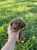 Serena, a female Miniature Goldendoodle for sale in Nashville, TN – Photo 6 of 6