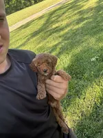 Serena, a female Miniature Goldendoodle for sale in Nashville, TN – Photo 3 of 6