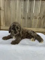 Stella (micro mini), a female Miniature Goldendoodle for sale in Nashville, TN – 4 of 8