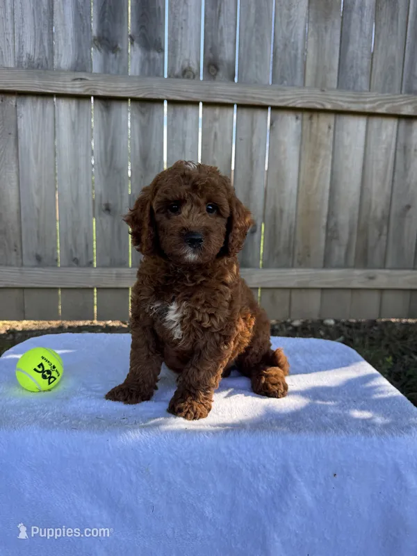 Sam – Miniature Goldendoodle puppy for sale in Nashville, TN