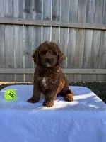 Sam, a male Miniature Goldendoodle for sale in Nashville, TN – 1 of 5