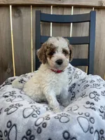 Buddy (micro mini), a male Miniature Goldendoodle for sale in Nashville, TN – Photo 8 of 10