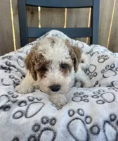 Buddy (micro mini), a male Miniature Goldendoodle for sale in Nashville, TN – Photo 1 of 10