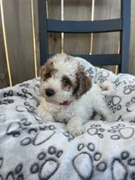 Buddy (micro mini), a male Miniature Goldendoodle for sale in Nashville, TN – Photo 6 of 10