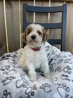 Buddy (micro mini), a male Miniature Goldendoodle for sale in Nashville, TN – Photo 9 of 10