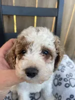 Buddy (micro mini), a male Miniature Goldendoodle for sale in Nashville, TN – Photo 5 of 10