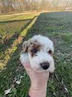 Buddy (micro mini), a male Miniature Goldendoodle for sale in Nashville, TN – Photo 10 of 10