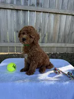 Scout, a male Miniature Goldendoodle for sale in Nashville, TN – 4 of 7