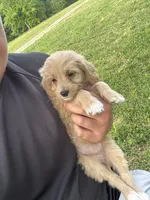 Bella, a female Miniature Goldendoodle for sale in Nashville, TN – 3 of 7