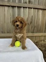 Sarah (micro mini), a female Miniature Goldendoodle for sale in Nashville, TN – 3 of 4
