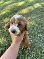 Sophie, a female Miniature Goldendoodle for sale in Nashville, TN – 4 of 5