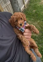 Sarah, a female Miniature Goldendoodle for sale in Nashville, TN – 4 of 4