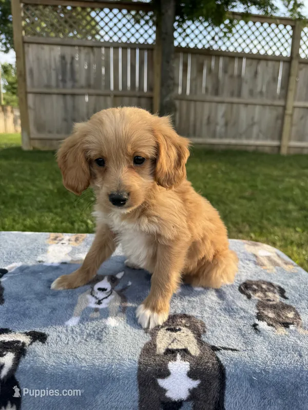 Buddy – Miniature Goldendoodle puppy for sale in Nashville, TN